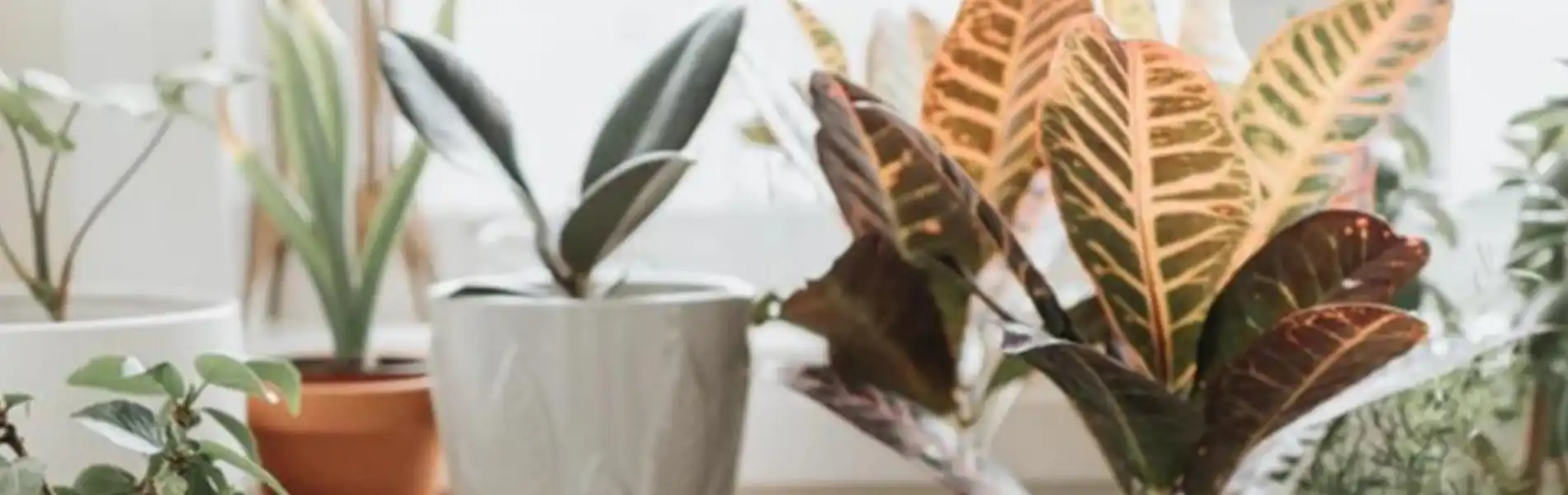 Avoid clutter while sticking plants